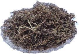 NakChikni Sneeze Wort Dregea Volubilis, 100 Grams Pack